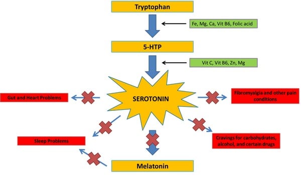 serotonin hypothesis of depression tryptophan