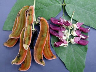 beans and pods of mucuna pruriens