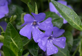 periwinkle flowers